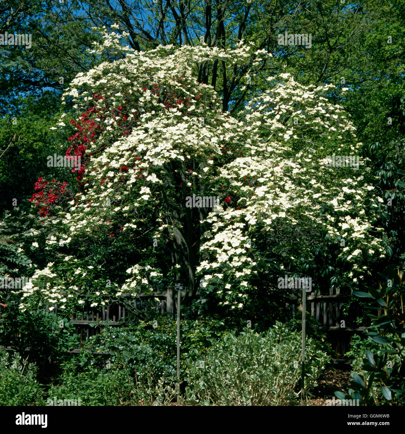 Cornus `Eddie's White Wonder' AGM TRS009767 Stock Photo Alamy